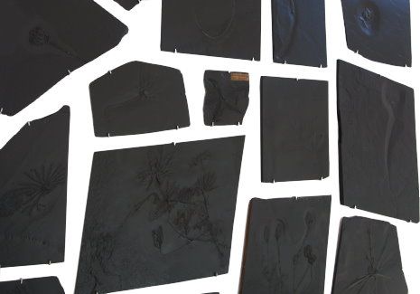 Bundenbach Fossilien Ankauf