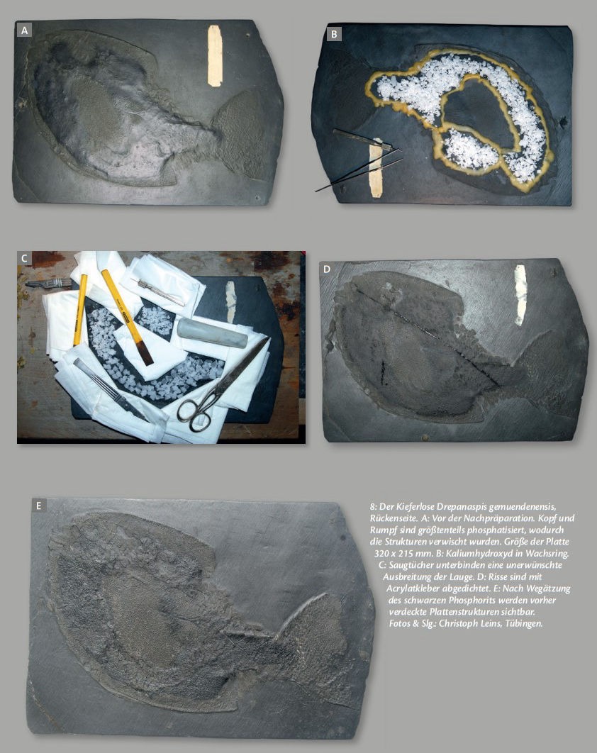 Bundenbach-Fossil Präparation Drepanspis