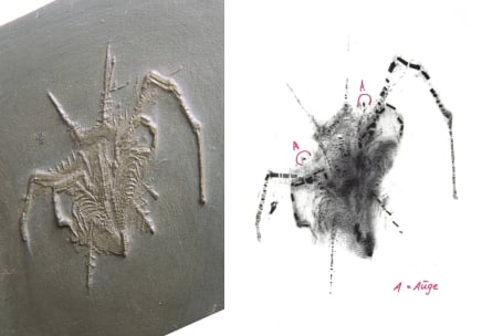 Bundenbach_Fossilien_Mimetaster_hexagonalis_fossil_and_X-ray