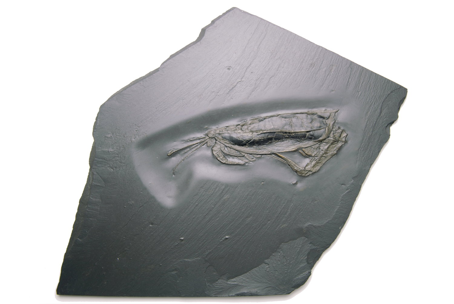 Nahecaris_stuertzi_Bundenbach