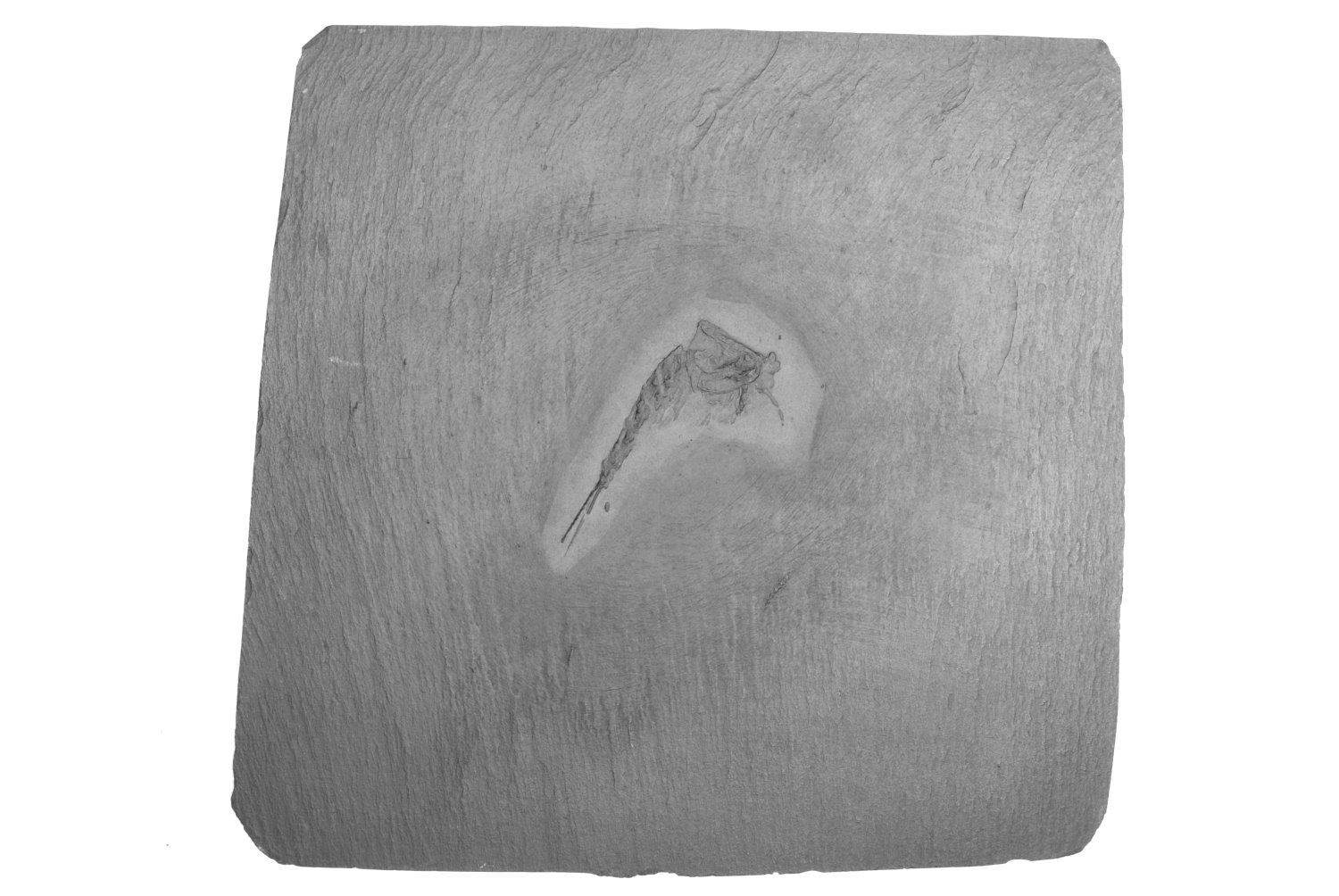 Oryctocaris_balssi_Bundenbach