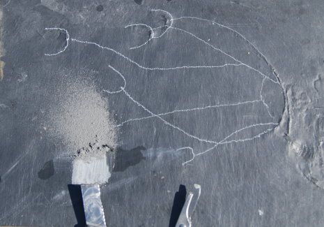 Bundenbach Fossilien Präparation