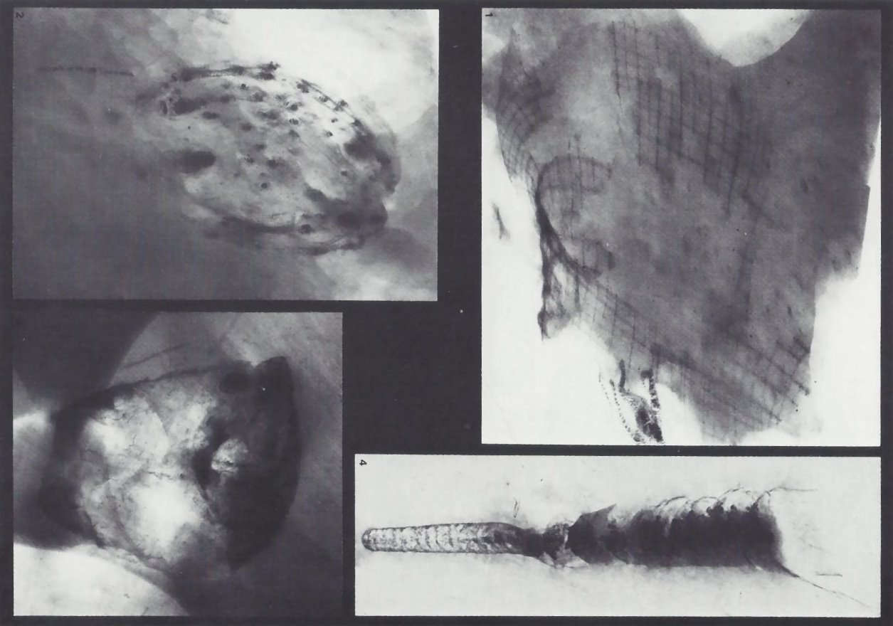 Bundenbach-Fossil_Protospongia rhenana_Ctenophora sp._Conularia sp._Orthoceras sp.