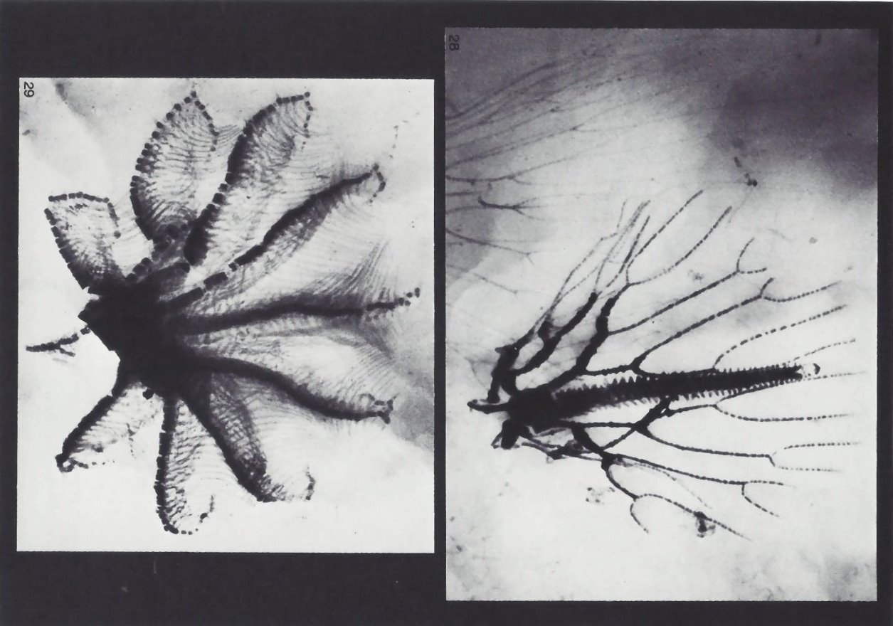 Parisangulocrinus furcaxialis, Imitatocrinus gracilior Bundenbach-Fossil_Tafel_11