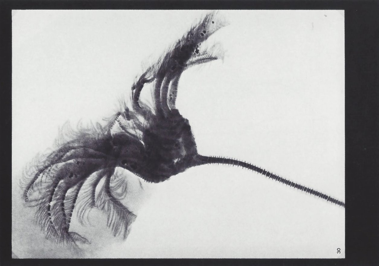 Acanthocrinus lingenbachensis Bundenbach-Fossil_Tafel_12