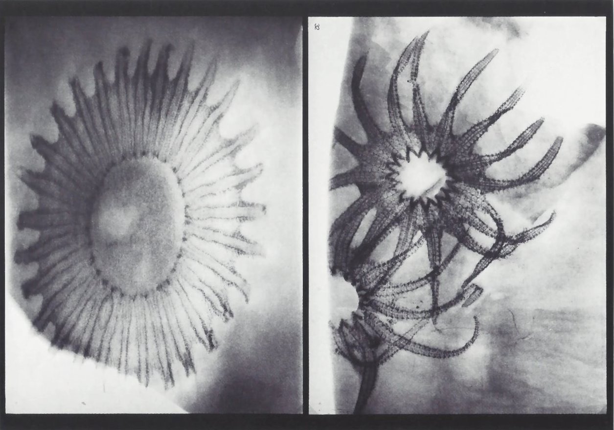 Medusaster rhenanus, Palaeosolaster gregoryi Bundenbach-Fossil_Tafel_14