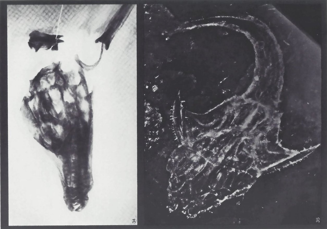 Tanysostropheus longobardicus, Lunaspis heroldi Bundenbach-Fossil_Tafel_15
