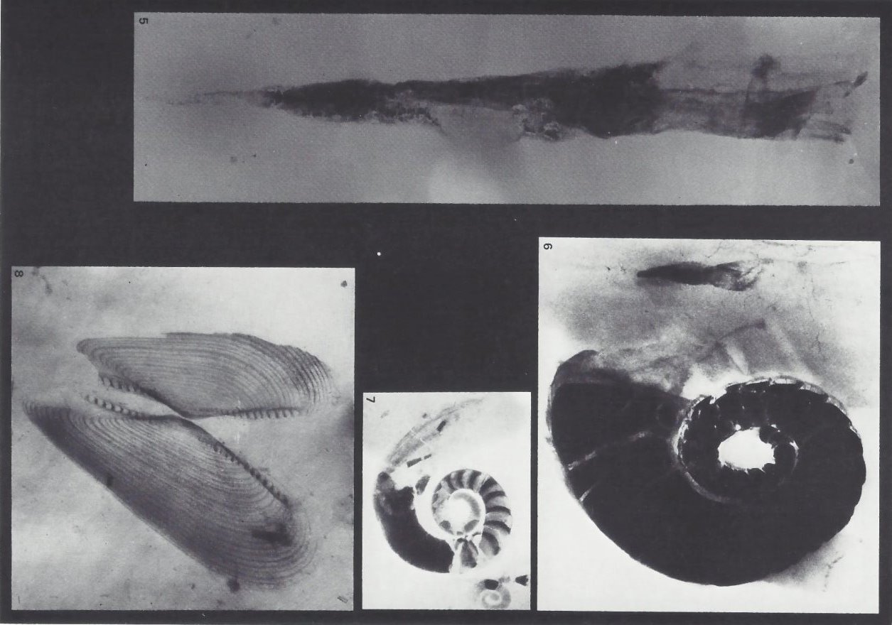 Belemnit, Goniatit mit Orthoceras-Baby, Goniatit, Ctenodonta subcontracta Bundenbach-Fossil_Tafel_02