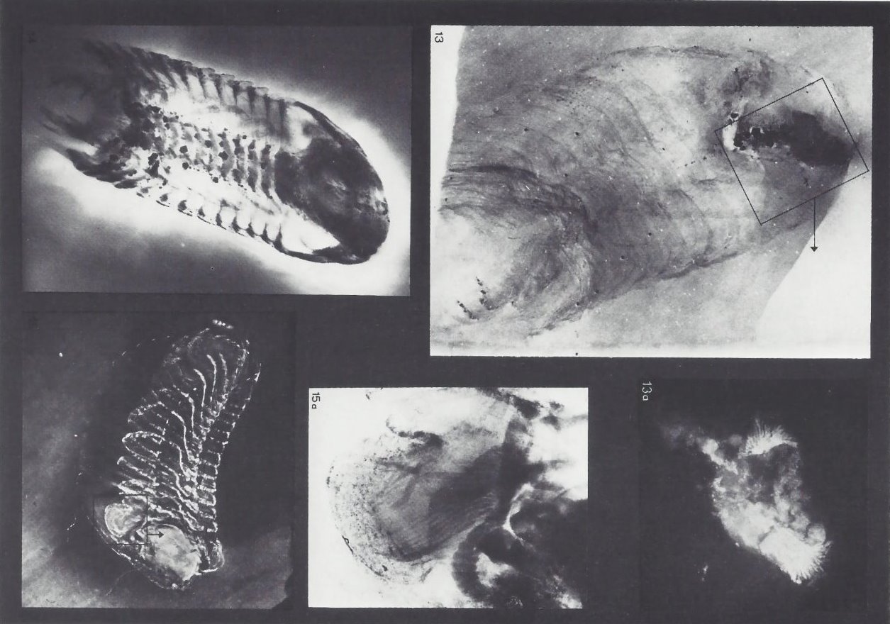 Phacops sp. Bundenbach-Fossil_Tafel_04